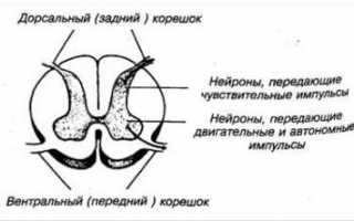 Остеохондроз поясничного отдела позвоночника корешковый синдром