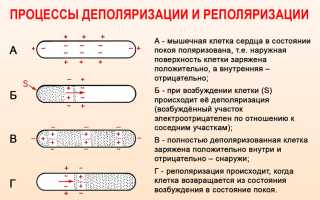 Синдром ранней реполяризации желудочков опасно ли это для ребенка