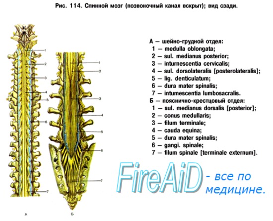 спинной мозг