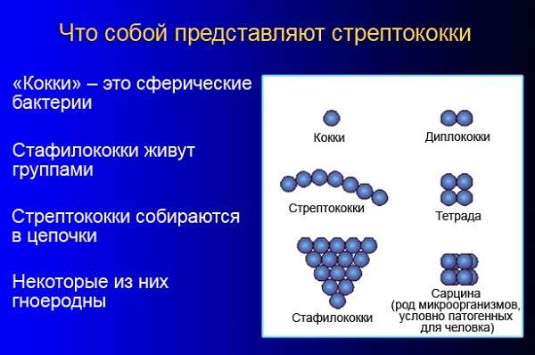 Рожа голени код мкб