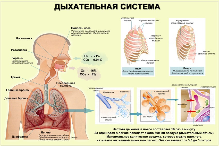 Дыхательная система человека