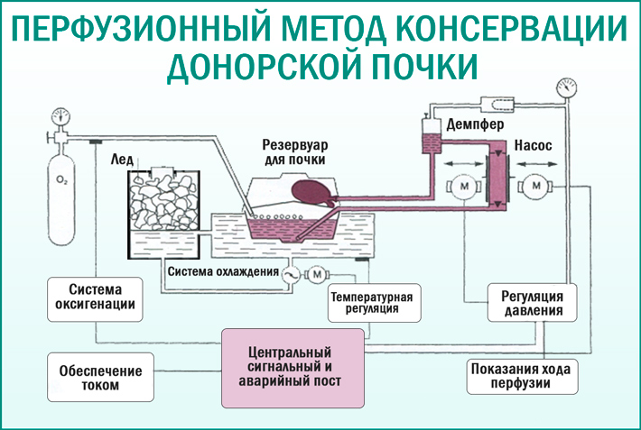 Способ консервации почки при трансплантации