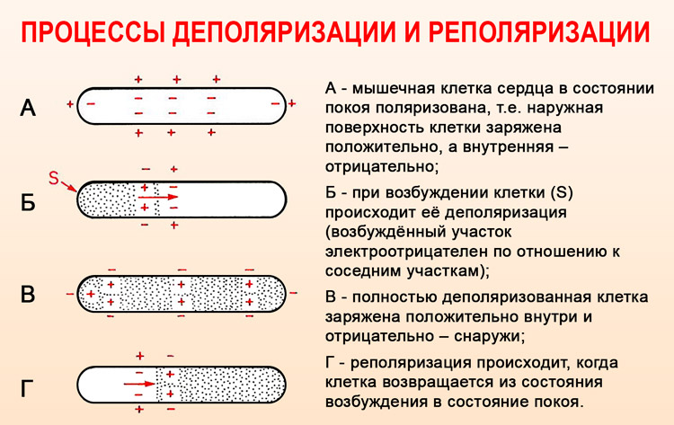 Деполяризация и реполяризация